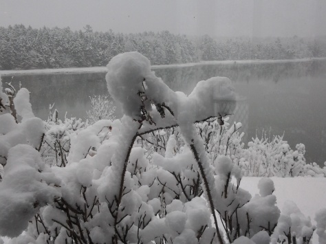 photo of widgeon cover in winter